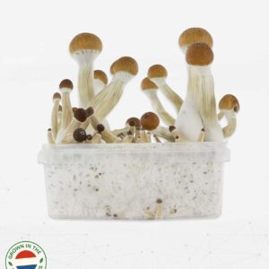 Grow Kit Main